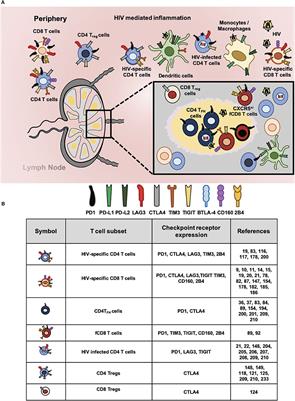 The Role of Immunomodulatory Receptors in the Pathogenesis of HIV Infection: A Therapeutic Opportunity for HIV Cure?